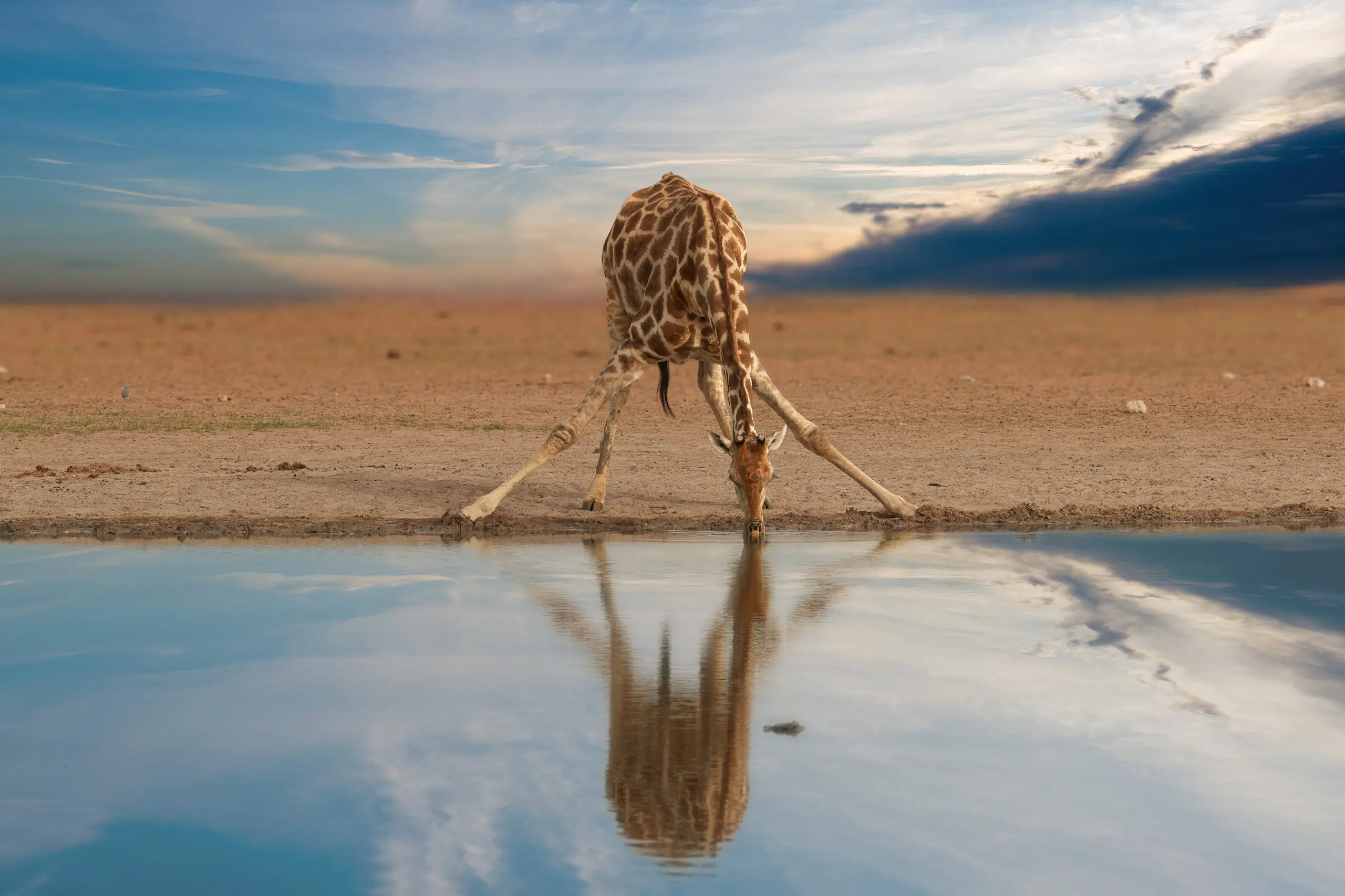 namibia-giraffe-drinking-wildlife-scaled.jpg (1)