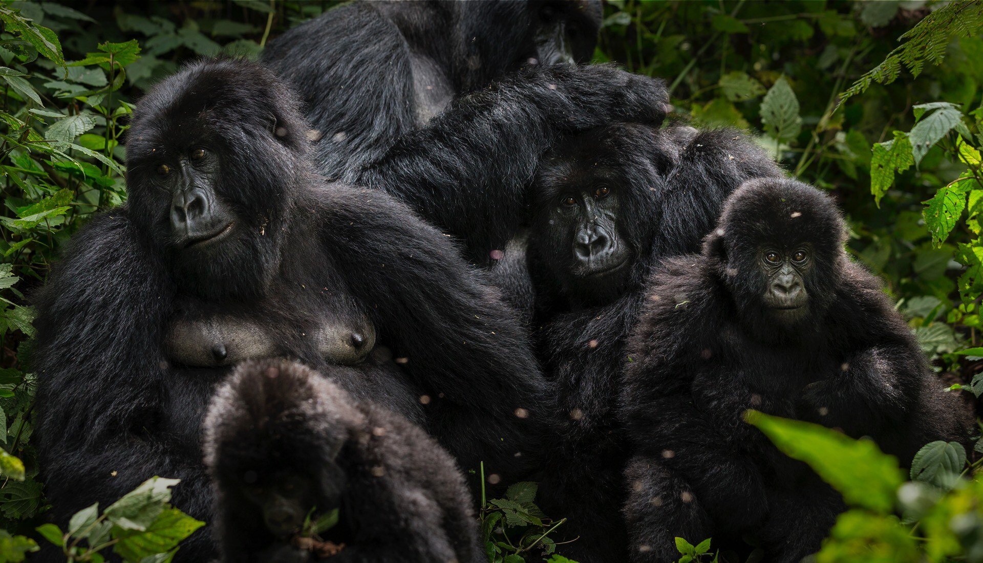 uganda-bwindi-family-gorilla-trekking-wadi-destination
